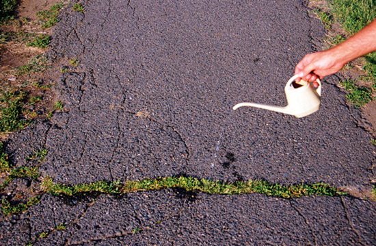 Gabriel Martinez, Cracks in the pavement are watered with Miracle-Gro (Rose Park), 2005