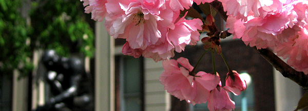 Cherry blossoms outside Philosophy Hall.