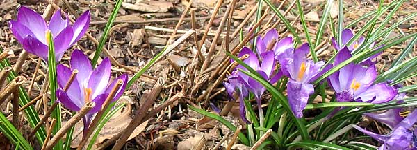 Signs of spring on Columbia's campus.