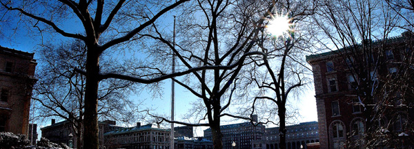 Winter sun shines through the trees on campus.