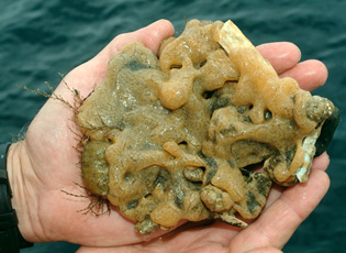 Sea Squirt