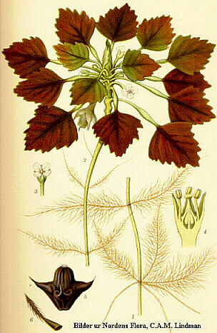 Diagram of Trapa natans