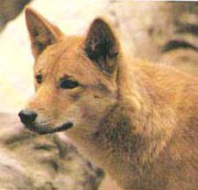dingo