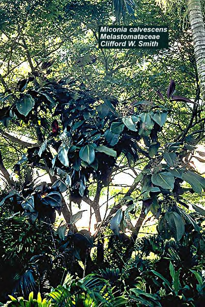 miconia calvelescens habitat