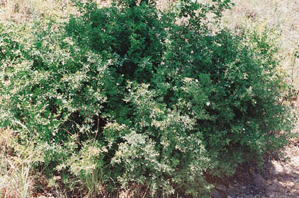shrub
