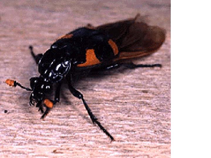 Nicrophorus beetle image