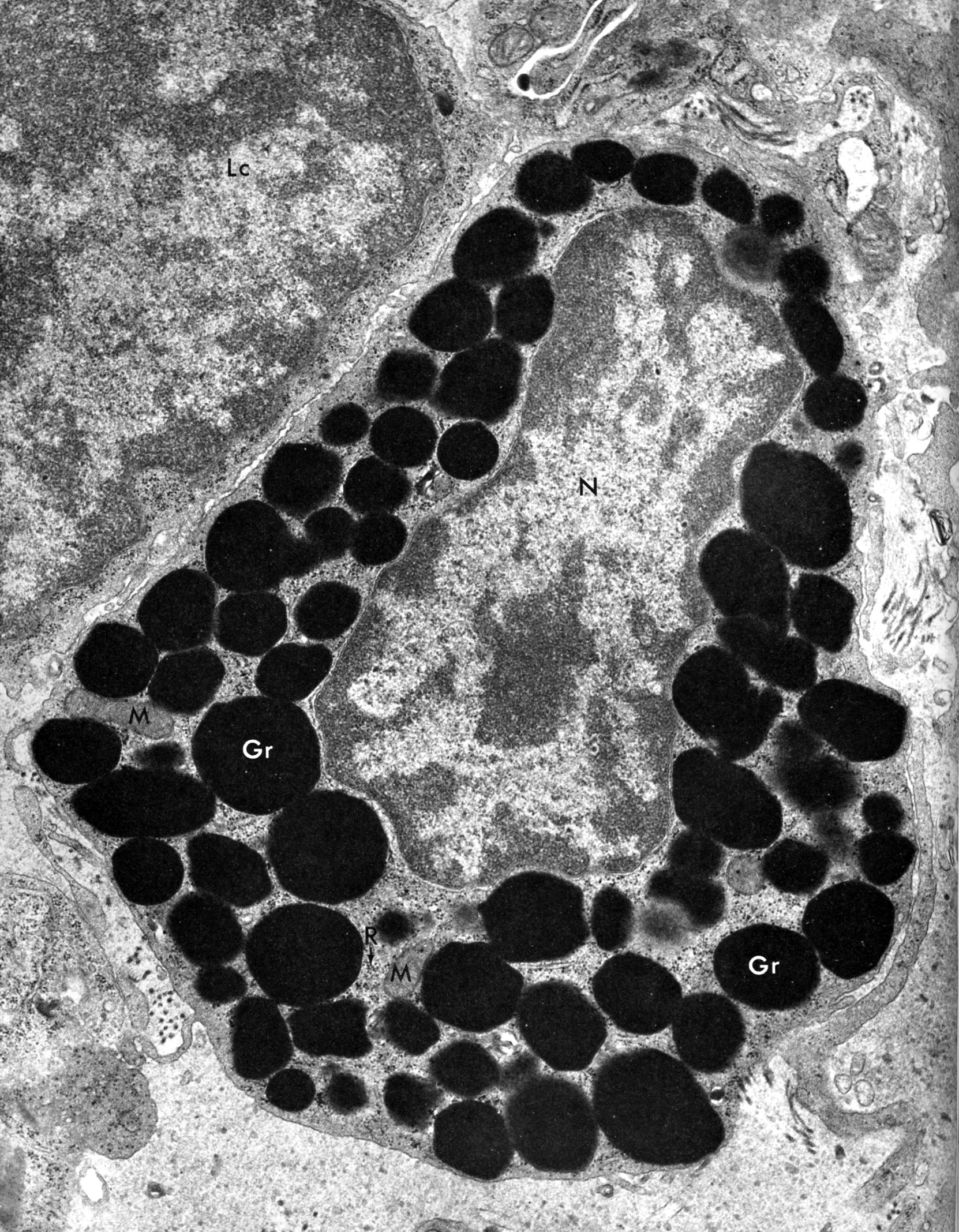 Mast cell