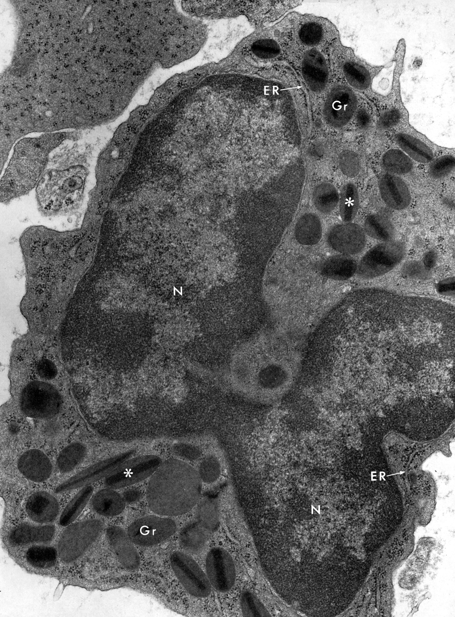 Eosinophil (rat bone marrow)