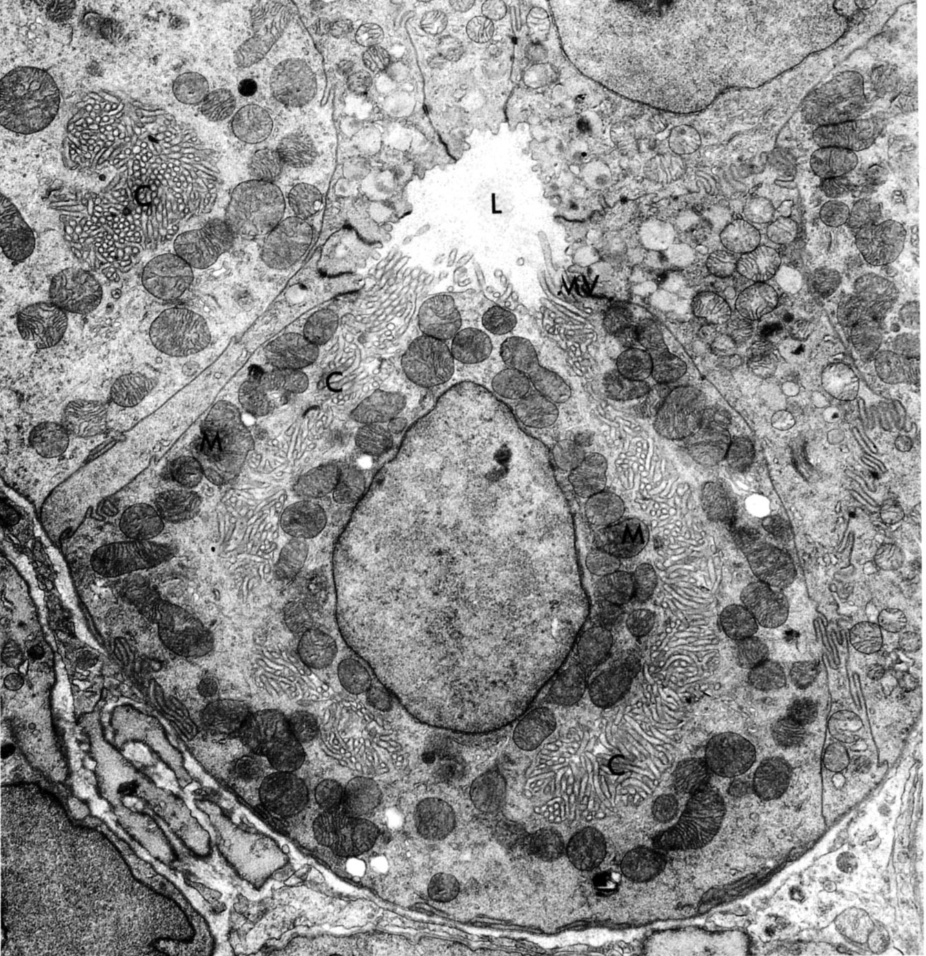 Parietal cell,  stomach