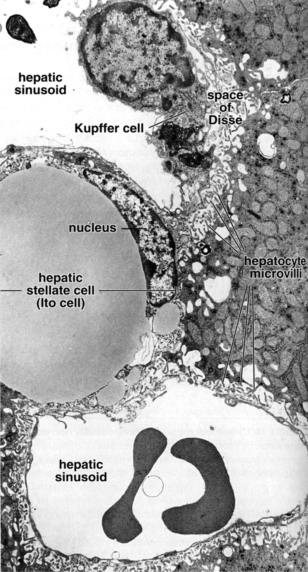 Liver sinusoid