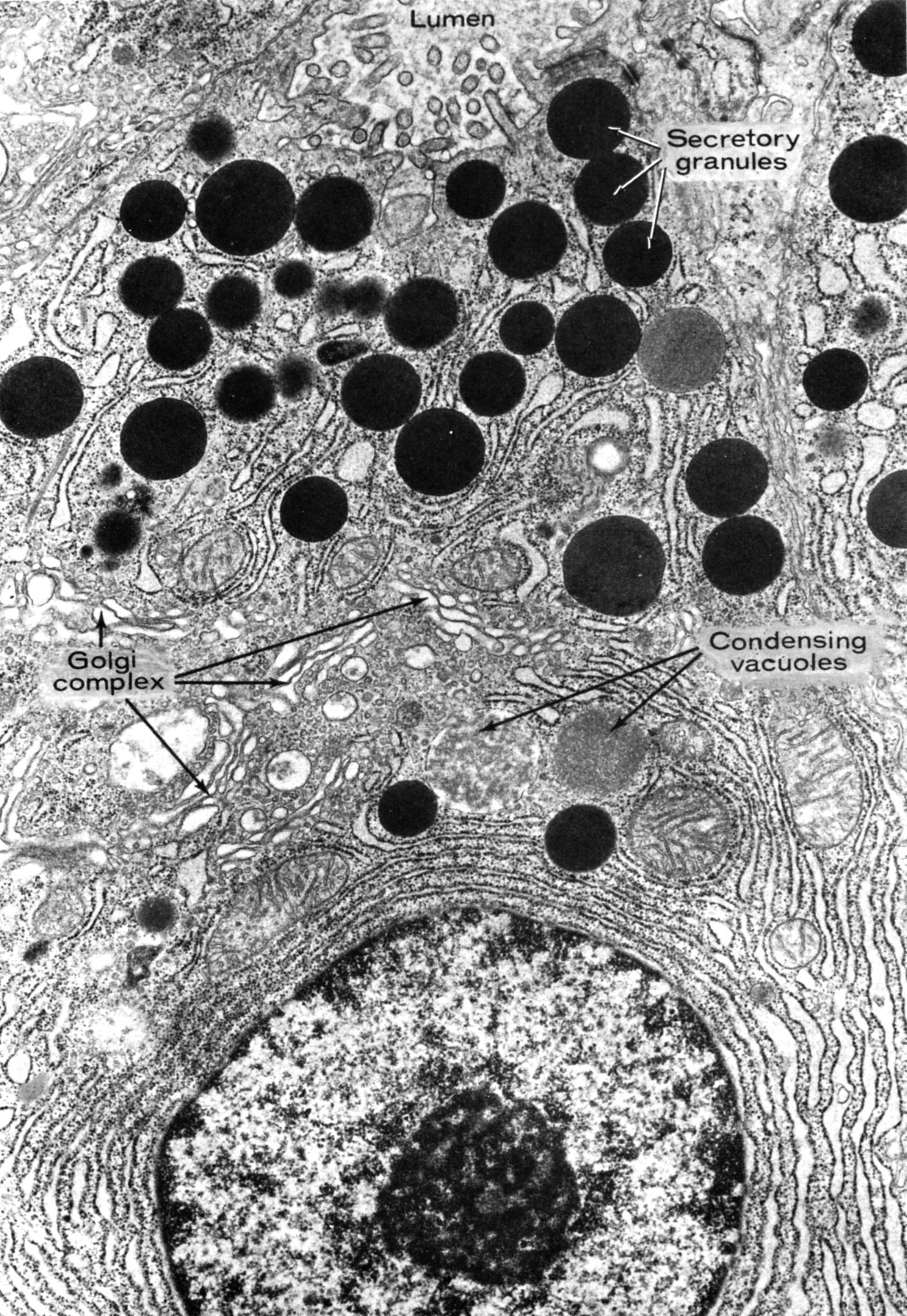 Pancreatic acinar cell