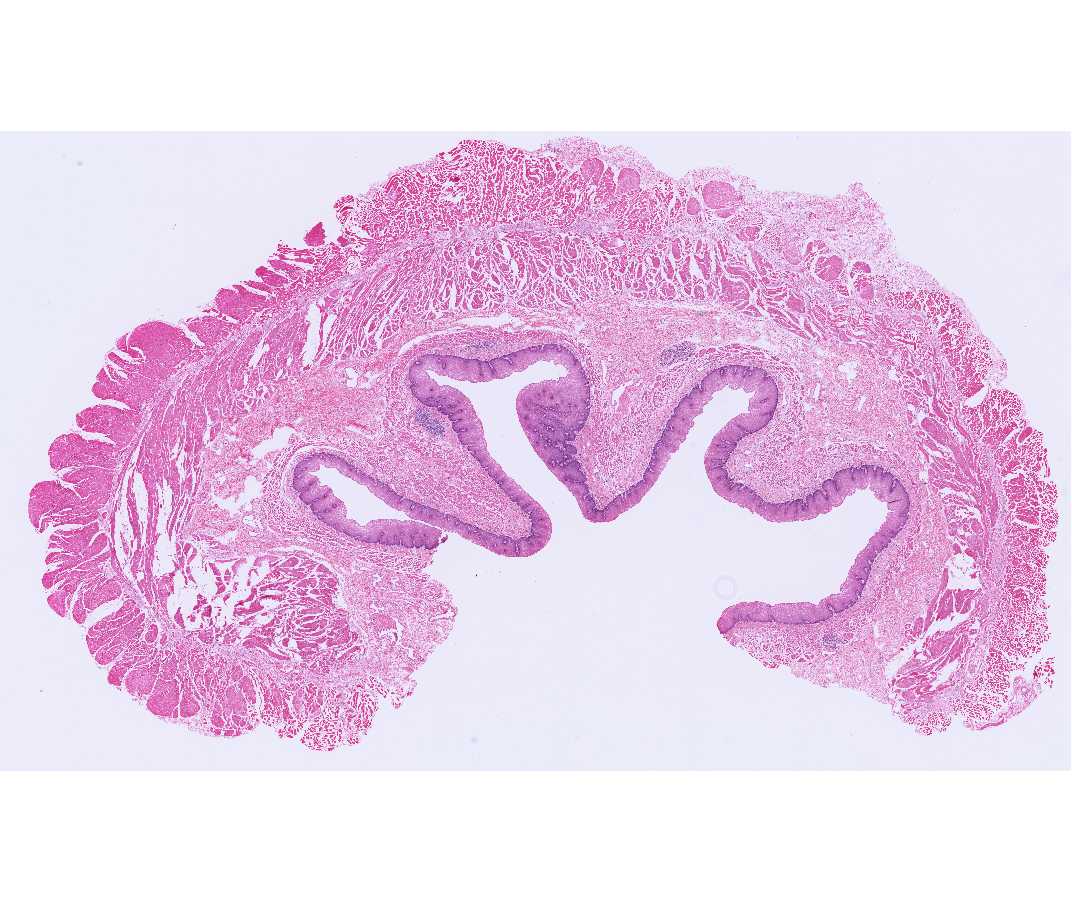 #32 Upper Esophagus, Human or Rabbit