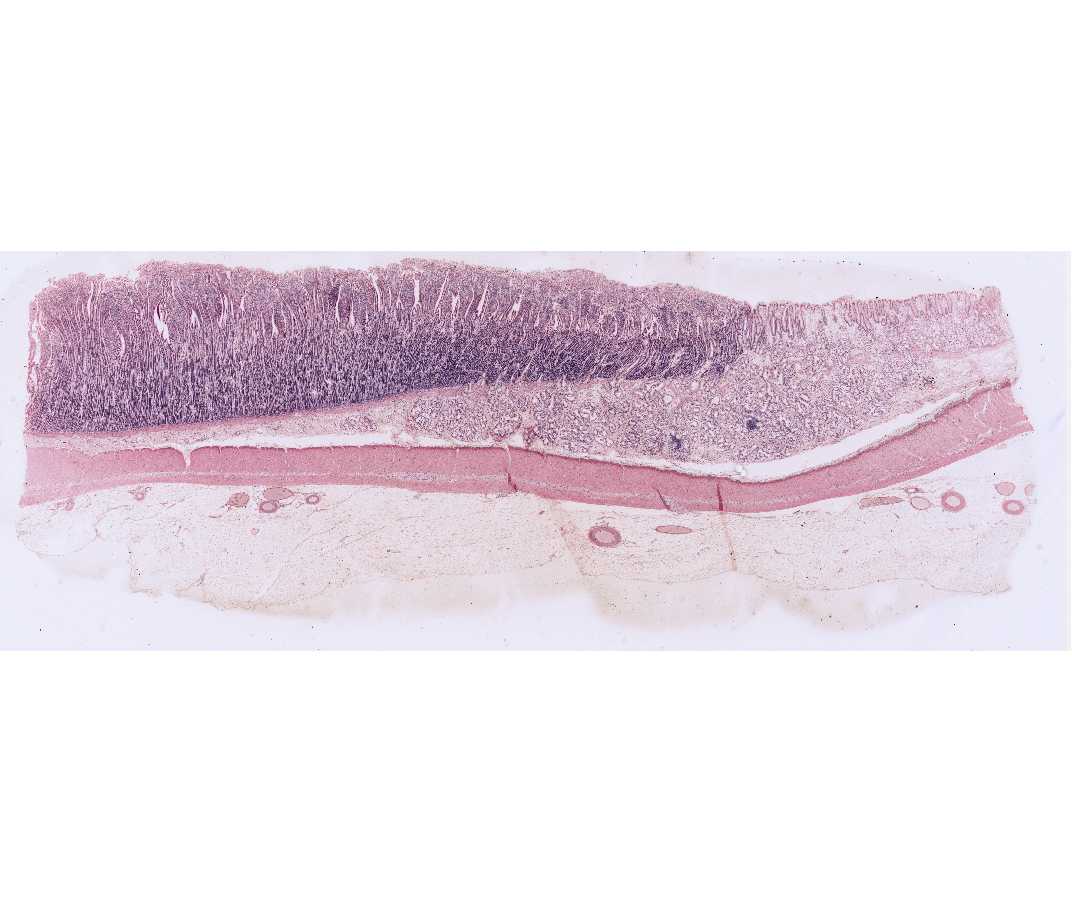 #35 Stomach and Duodenum, Human or Monkey