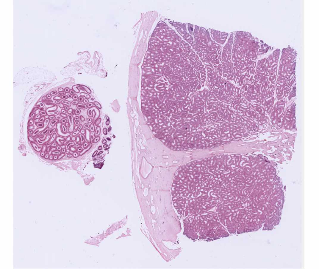 #57 Testis and Epididymis, Monkey, Rabbit, H&E