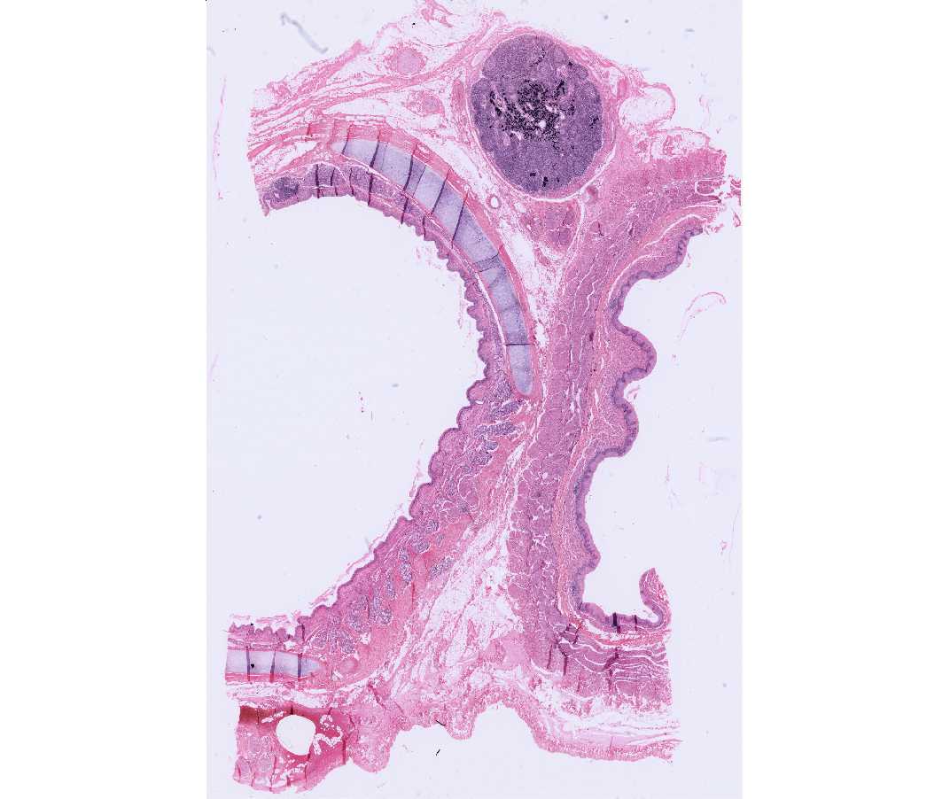 Histology Laboratory Manual