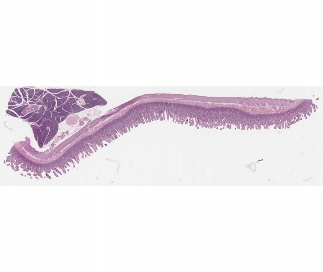 #101a Small Intestine. Guinea Pig (PAS and hematoxylin)