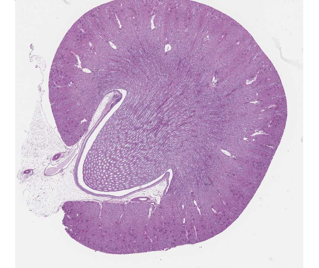 #103a Kidney, guinea pig, Periodic acid Schiff (PAS) reaction and hematoxylin 