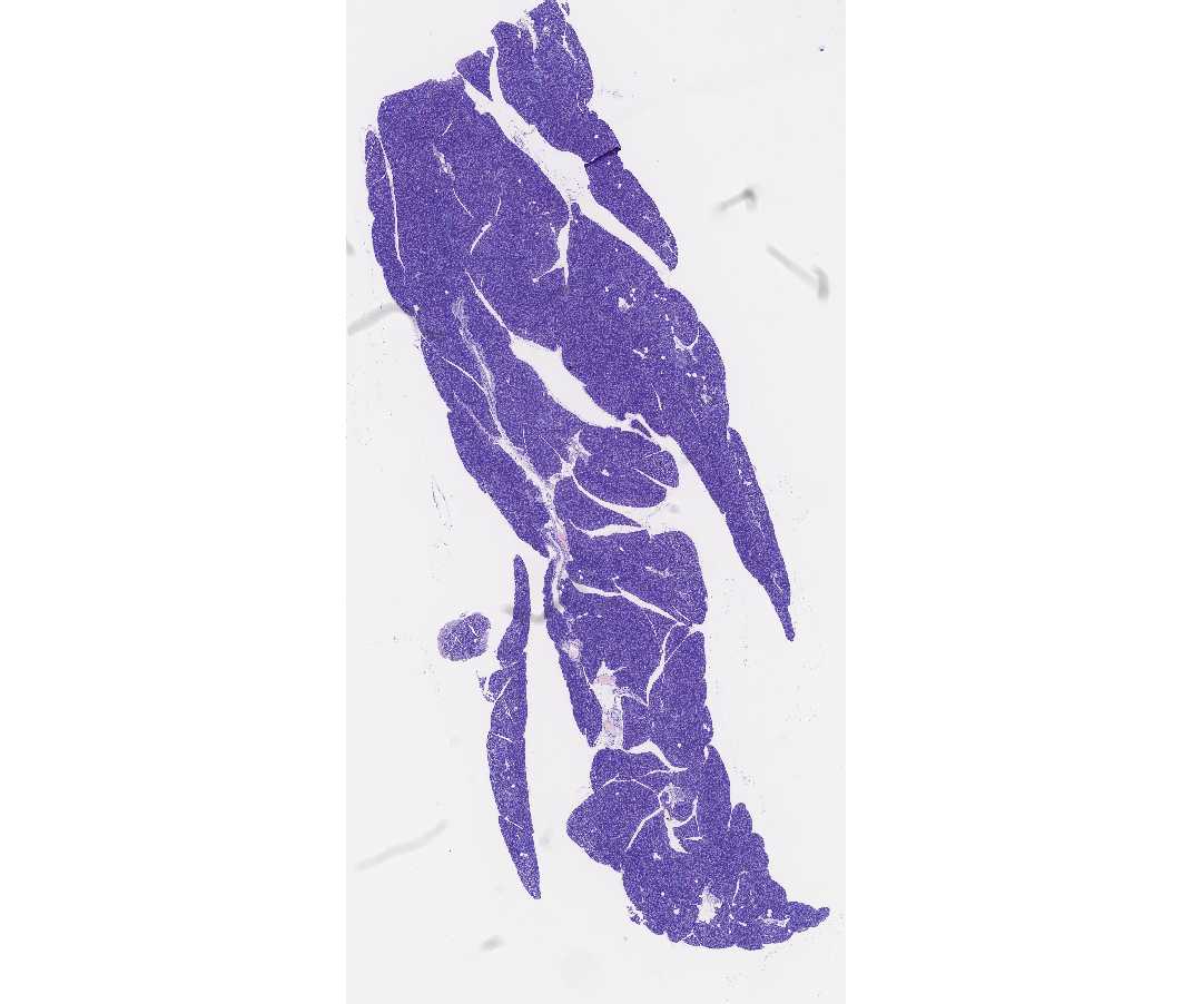 #107 Pancreas thin section, Guinea pig