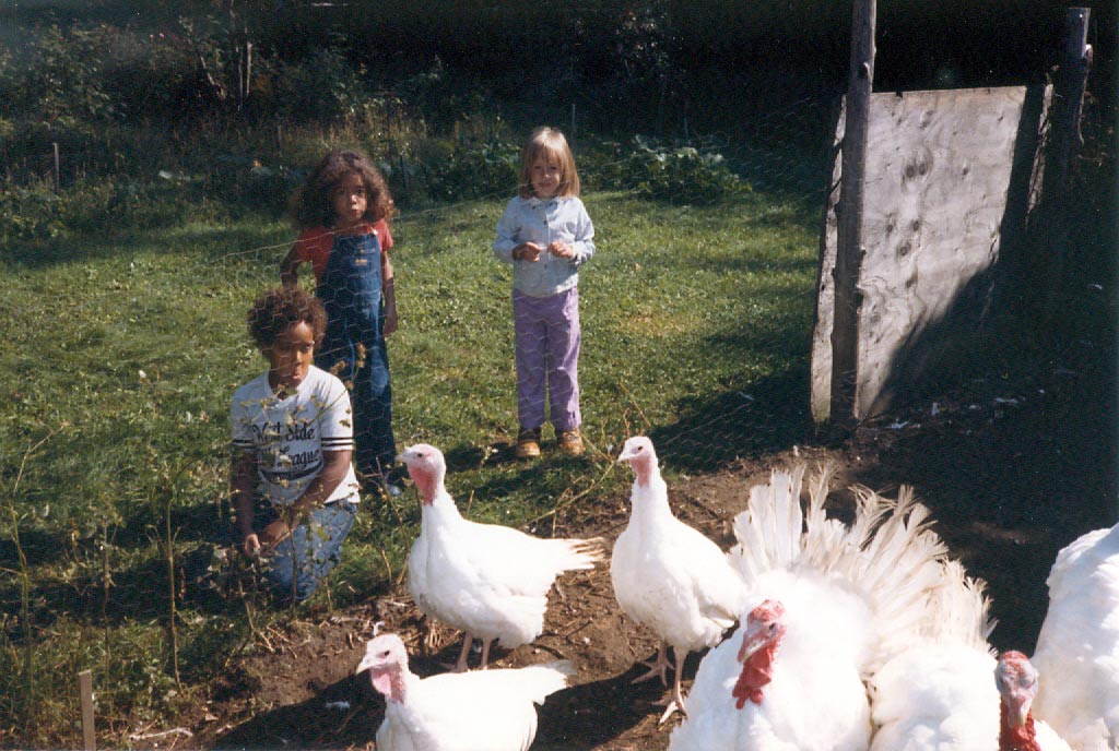 Vermont turkeys